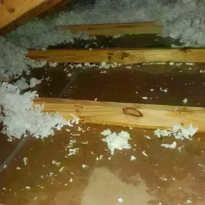 Attic Water Damage in Petal, MS